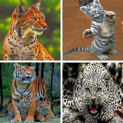 wild big cats paint by numbers