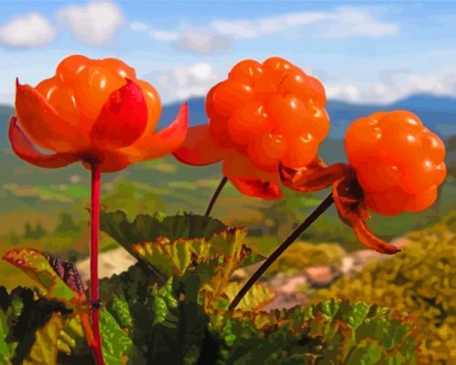 Cloudberry Fruit paint by numbers