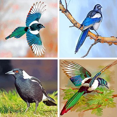 Magpies paint by numbers