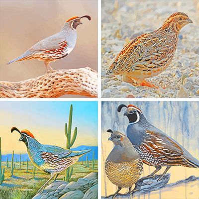 Quails paint by numbers