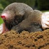 Mole Animal paint by numbers