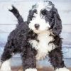 Cute Bernedoodle Puppy paint by numbers