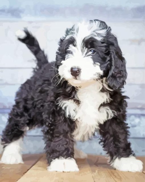 Cute Bernedoodle Puppy paint by numbers