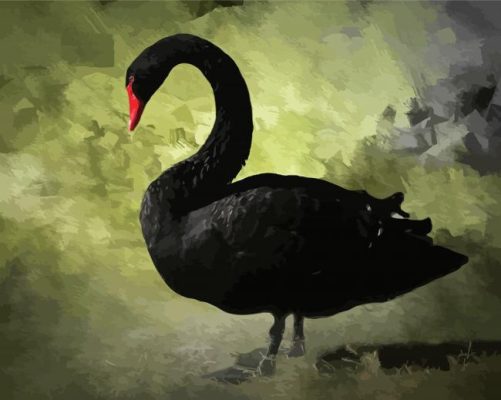 Black Swan Bird paint by numbers