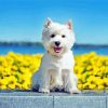 White Highland Terrier paint by numbers