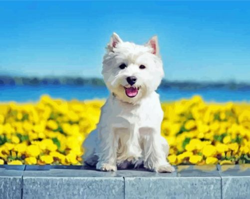 White Highland Terrier paint by numbers