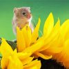 Cute Mouse And Sunflower paint by numbers