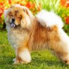 Cute Chow Chow Illustration paint by numbers
