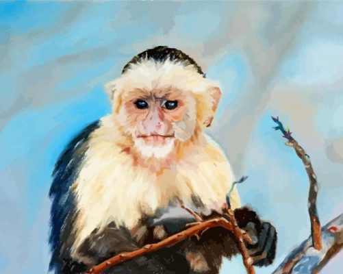Baby Capuchin Monkey paint by numbers