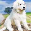 Cute Great Pyrenees paint by numbers