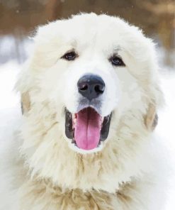 Great Pyrenees Dog Head paint by numbers
