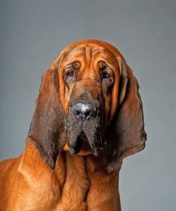 Bloodhound Dog paint by numbers