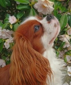 King Charles Cavalier paint by numbers