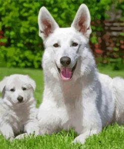 White Shepherd Dogs paint by numbers