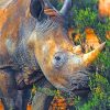 Wild Rhinoceros Paint By Numbers
