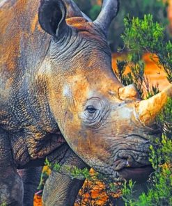 Wild Rhinoceros Paint By Numbers