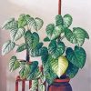 Aesthetic Philodendron paint by numbers