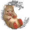 Baby Wombat Illustration Paint By Numbers