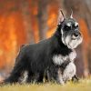 Black And Grey Schnauzer painting by numbers