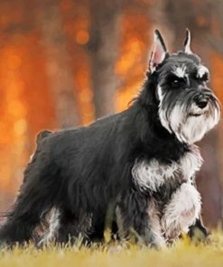Black And Grey Schnauzer painting by numbers