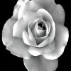 Black And White Rose paint by numbers