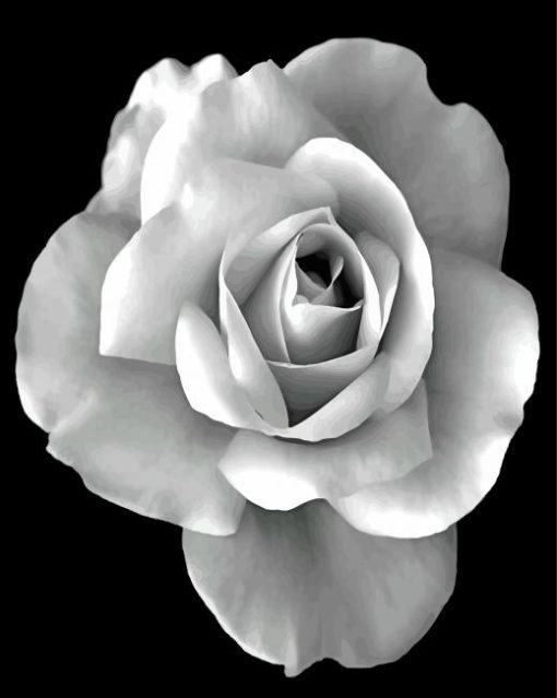 Black And White Rose paint by numbers