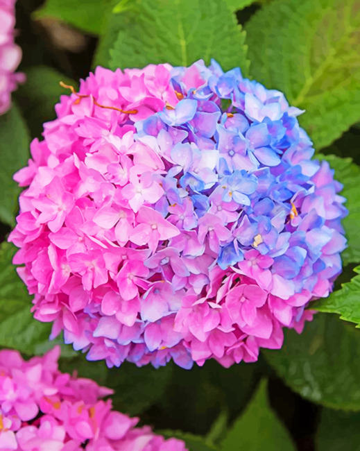Blue And Pink Hydrangea painting by numbers