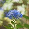 Blue Hydrangea Flower pat by numbers