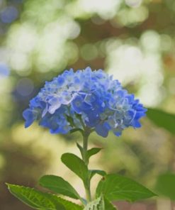 Blue Hydrangea Flower pat by numbers