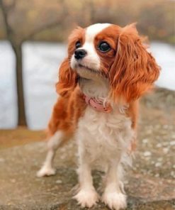Cavalier Puppy paint by numbers