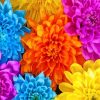 Colorful Chrysanthemum paint by numbers