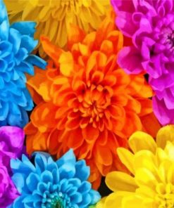 Colorful Chrysanthemum paint by numbers
