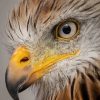 Cool Eagle Eyes Bird paint by numbers