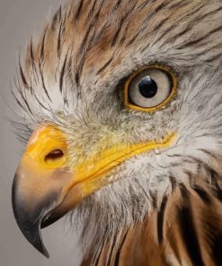 Cool Eagle Eyes Bird paint by numbers