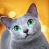 Cute Russian Blue Cat Paint By Numbers