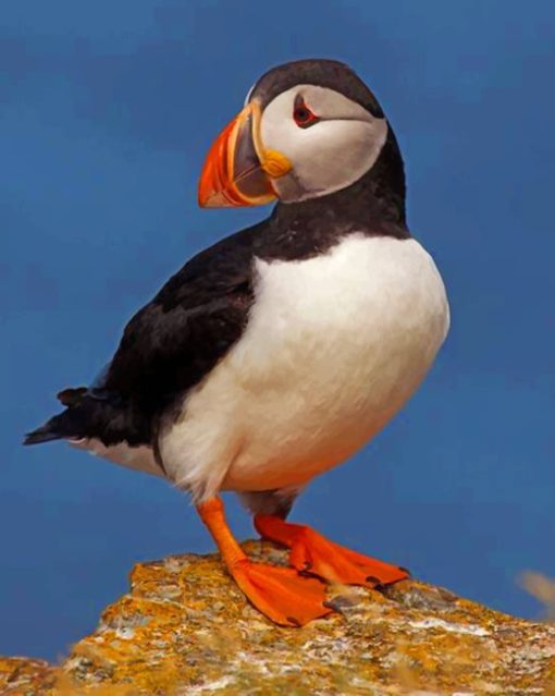 Atlantic Puffin Bird paint by numbers