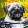 Cute Pug Paint By Numbers