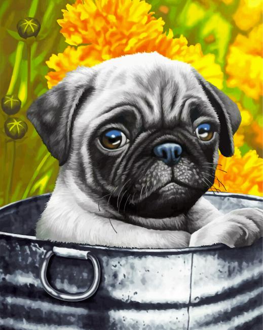 Cute Pug Paint By Numbers