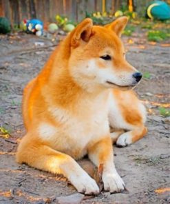 Shiba Inu Dog Paint By Numbers