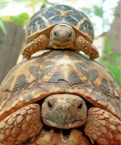Cute Turtle And Tortoise Paint By Numbers