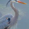Great Blue Heron paint by numbers