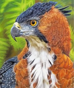 Hawk Eagle paint by numbers