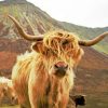 Highland Cow Gazing Paint By Numbers