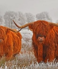 Highland Cows In The Snow Paint By Numbers