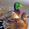 Male And Female Mallard Duck paint by numbers