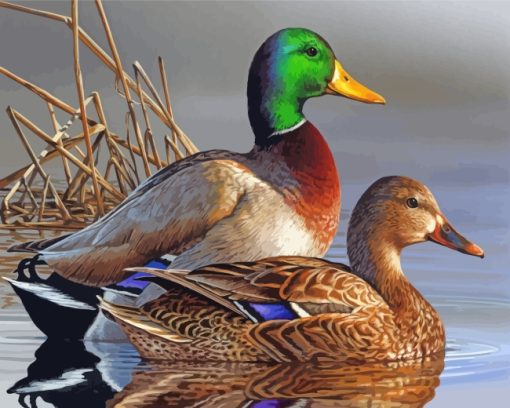 Male And Female Mallard Duck paint by numbers