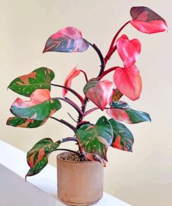 Pink Philodendron paint by numbers