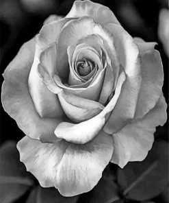 Realistic Roses Black And White paint by numbers