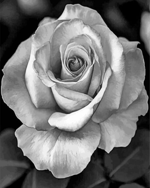 Realistic Roses Black And White paint by numbers