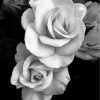 Black And White Roses Paint By Numbers Black And White Roses Paint By Numbers